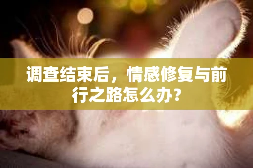 调查结束后，情感修复与前行之路怎么办？